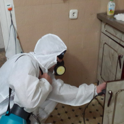 Дезинфекция от муравьев в квартире в Березниках